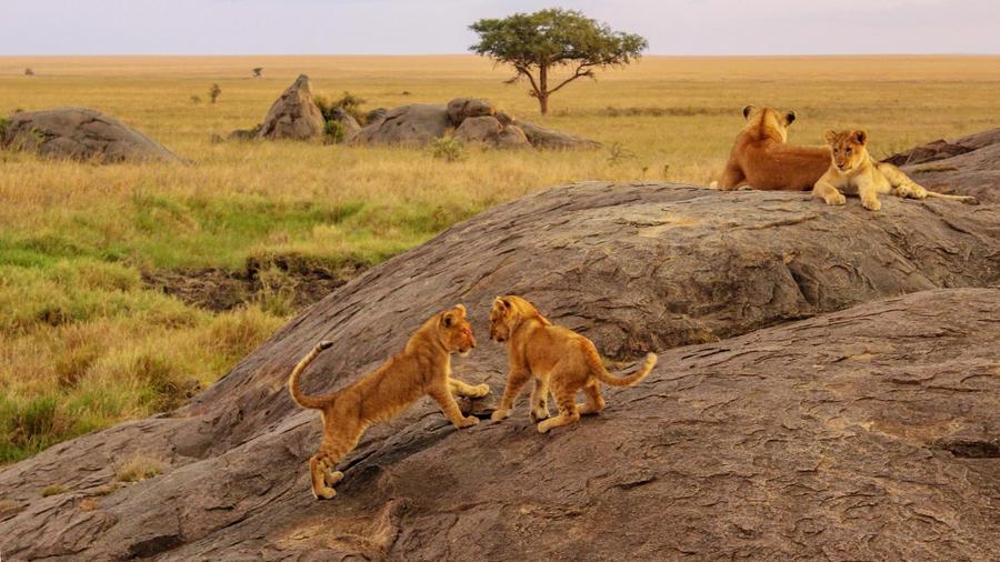 Photo of lions 